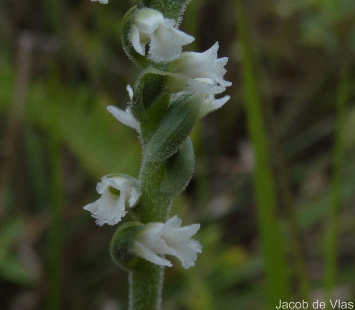 Spiranthes australis (R.Br.) Lindl.